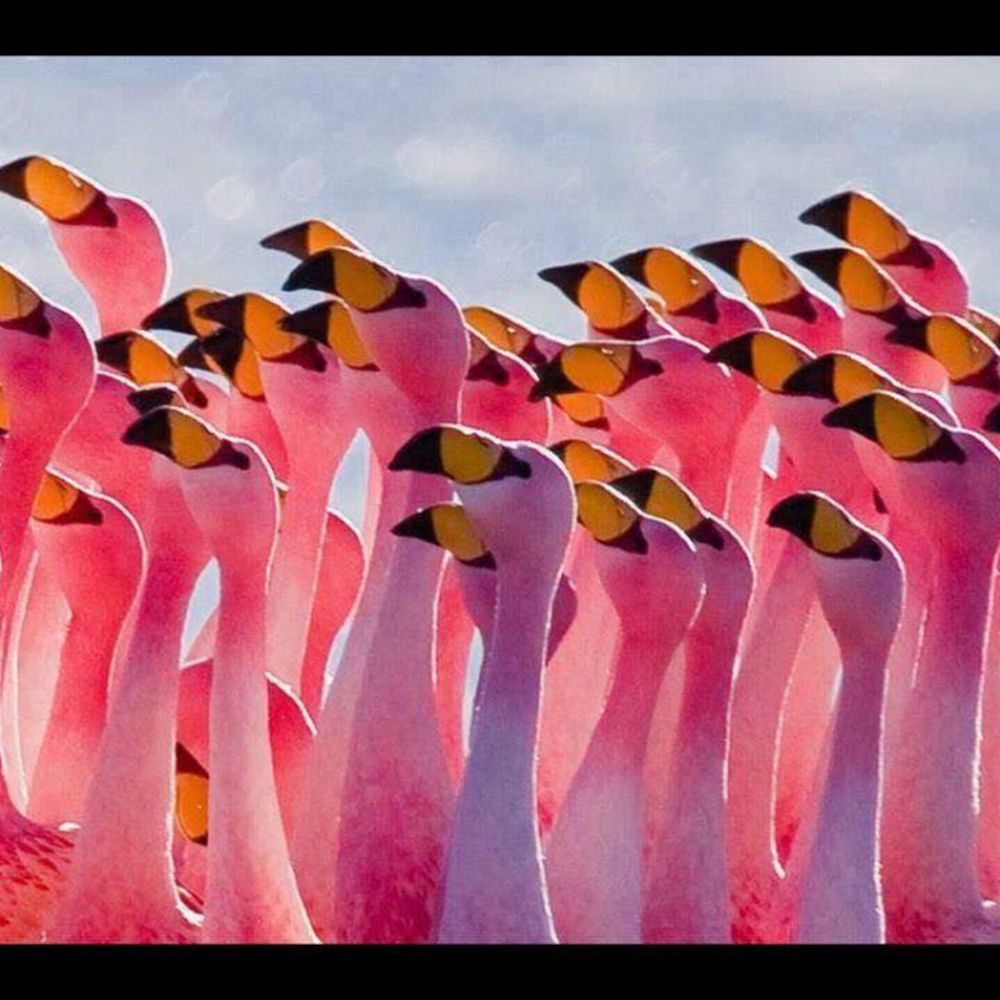 Meet your Posher, Camilla